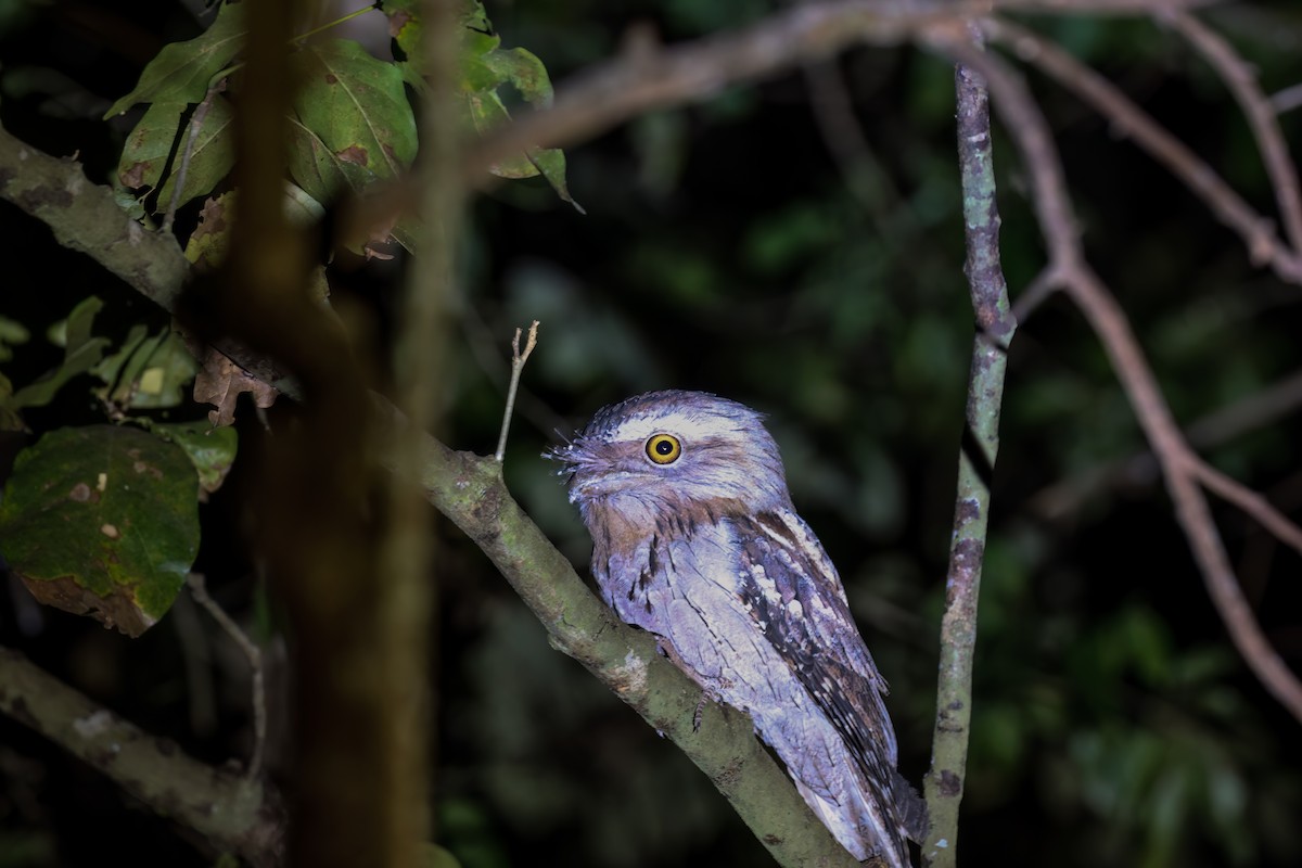Tawny Frogmouth - ML645723101