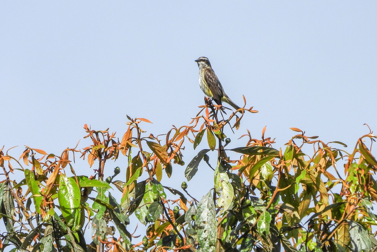 Piratic Flycatcher - ML645723102