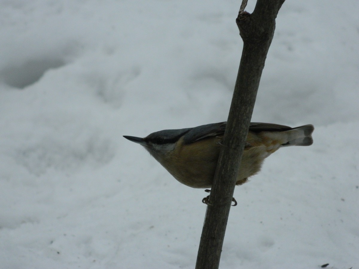 Eurasian Nuthatch - ML645723104