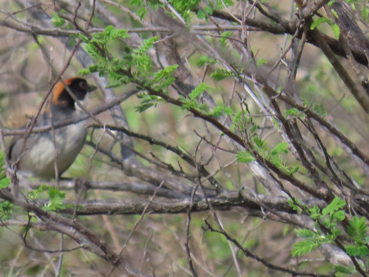 Bay-crowned Brushfinch - ML645723105