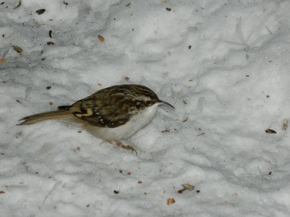 Eurasian Treecreeper - ML645723110