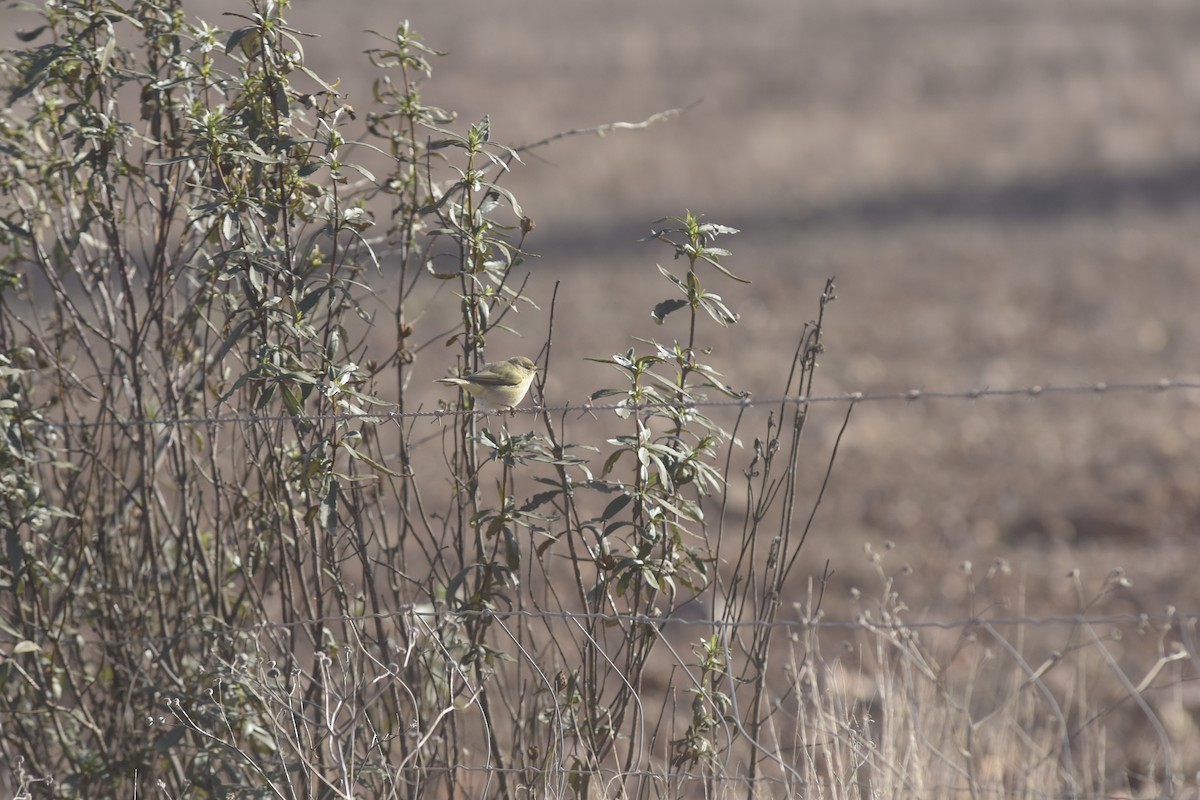 Common Chiffchaff - ML645723111