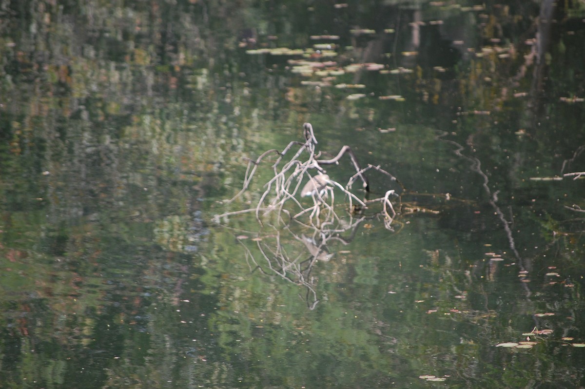 Indian Pond-Heron - ML645723112