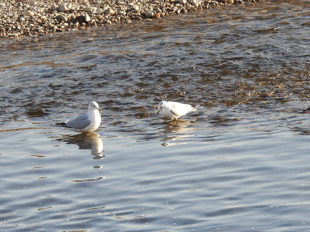 Ring-billed Gull - ML645723120