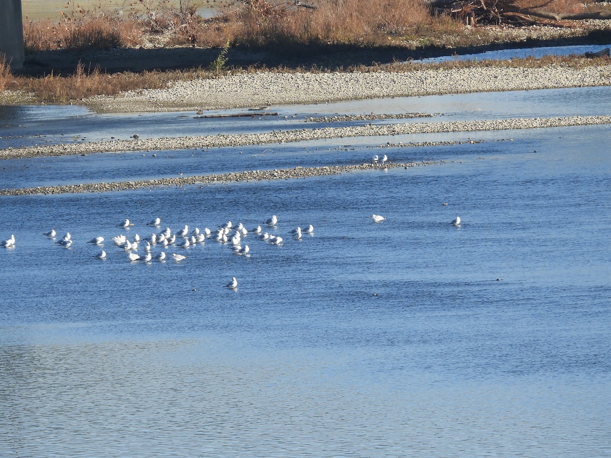 Ring-billed Gull - ML645723121
