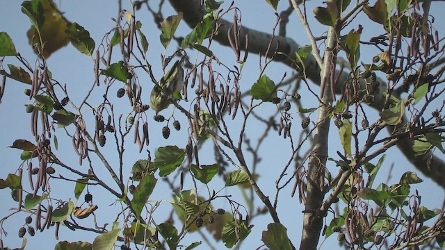 Eurasian Siskin - ML645723125