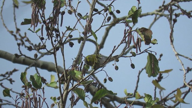 Eurasian Siskin - ML645723126