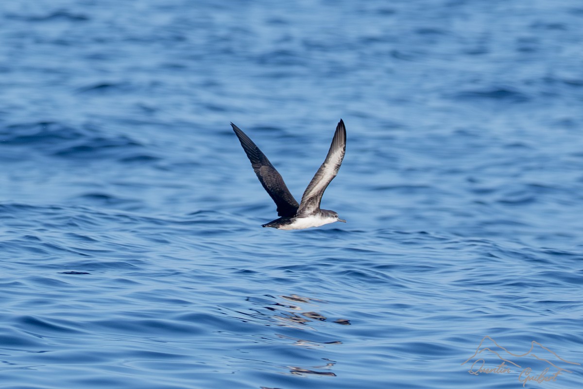 Persian Shearwater - ML645723127