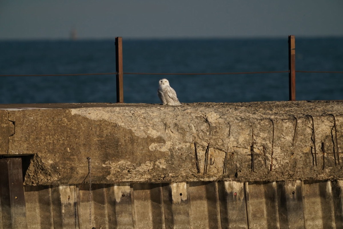 Цэвдгийн ууль - ML645723129