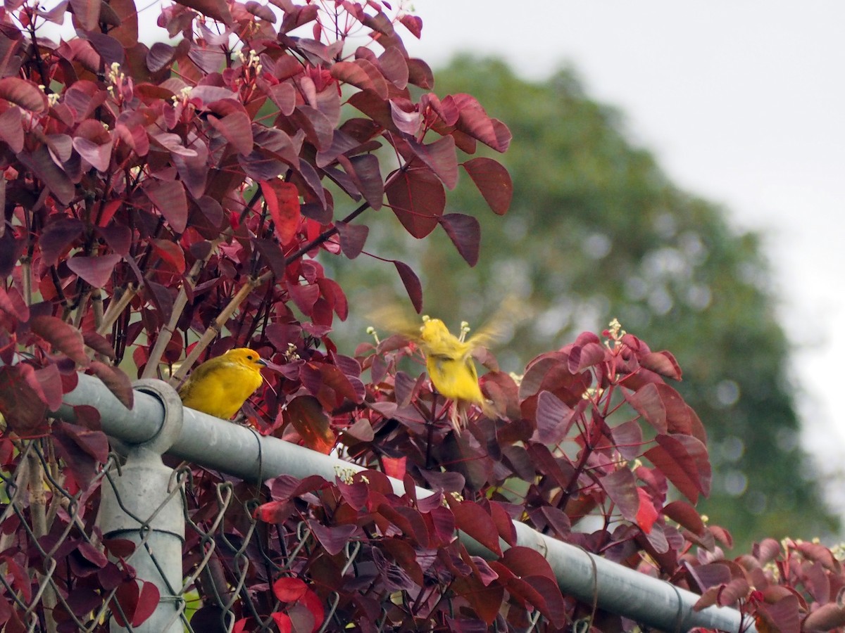 Saffron Finch - ML645723131