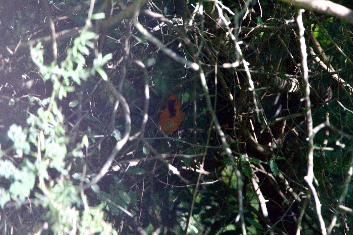 Altamira Oriole - ML645723140