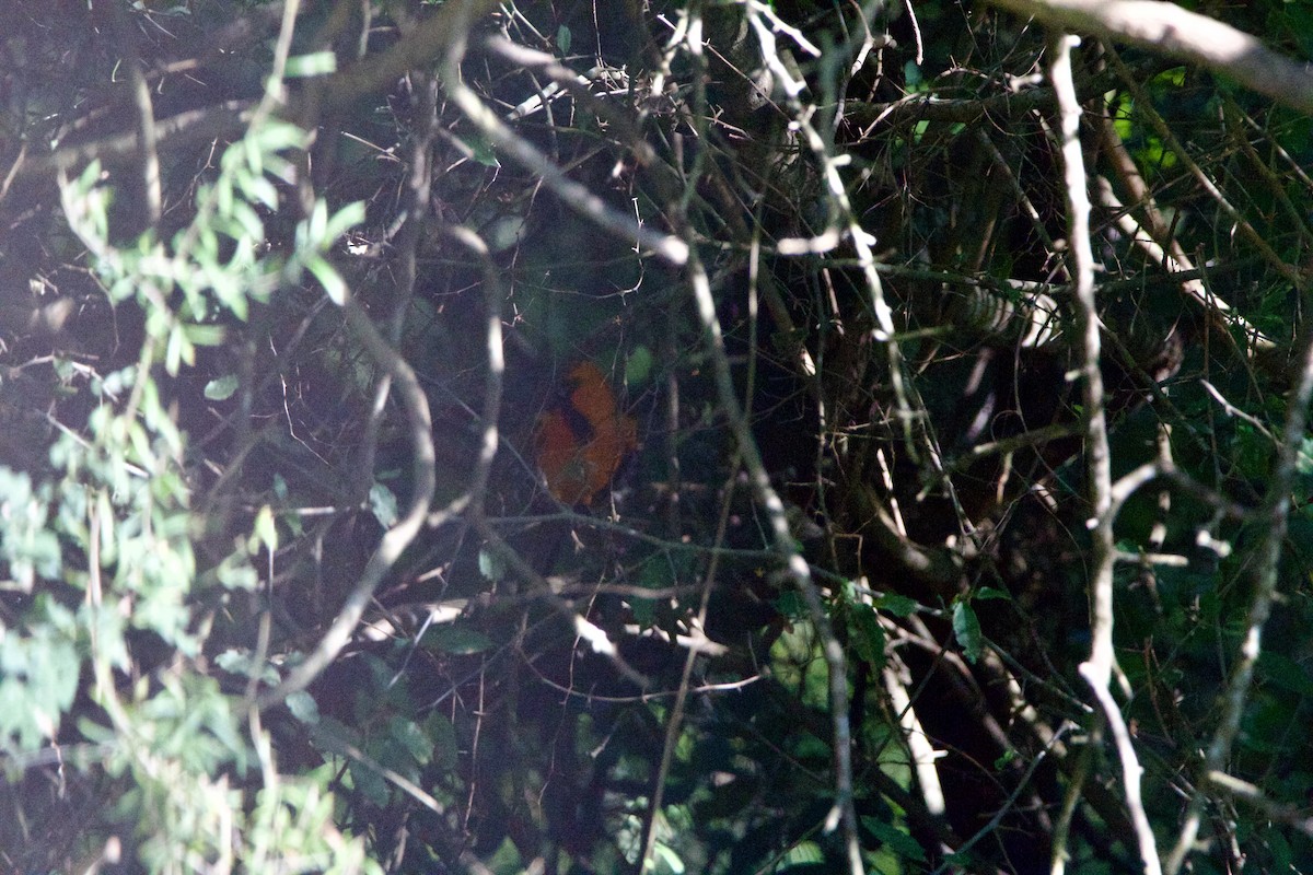 Altamira Oriole - ML645723141