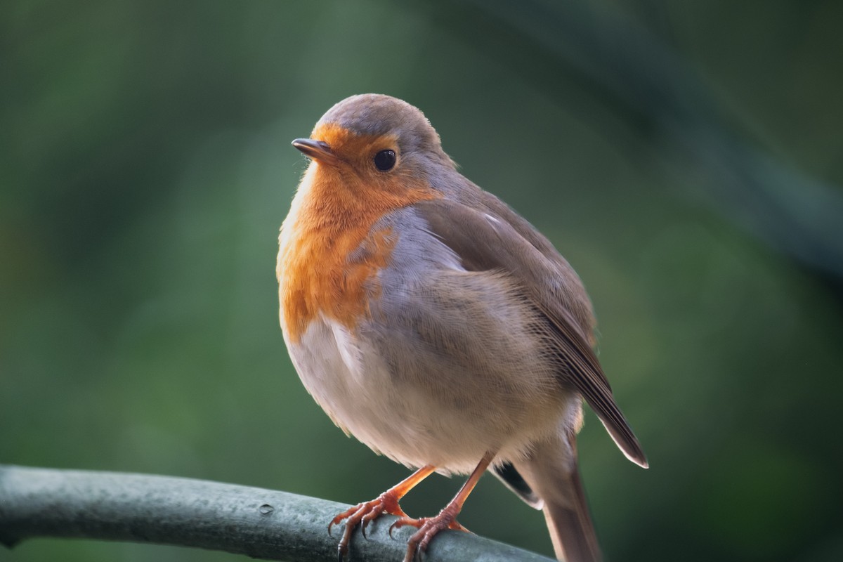 European Robin - ML645723143