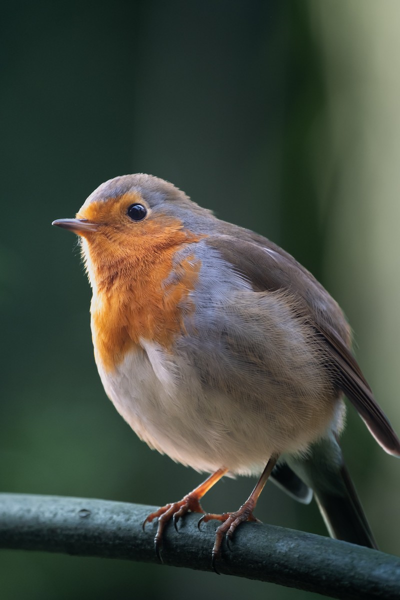 European Robin - ML645723144