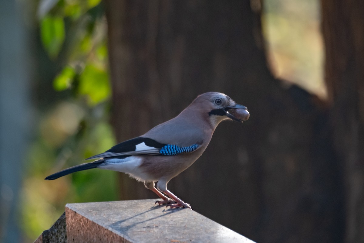 Eurasian Jay - ML645723146