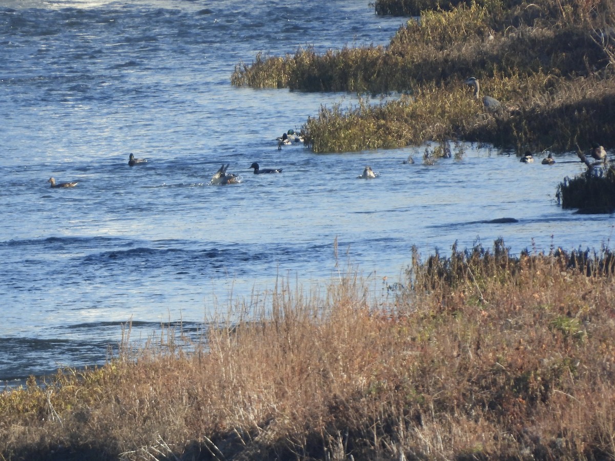 Great Blue Heron - ML645723151