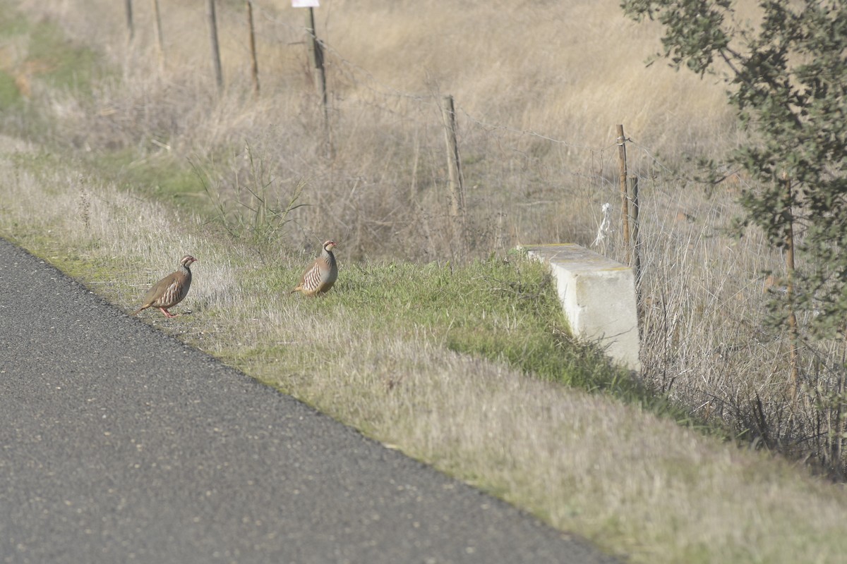 Red-legged Partridge - ML645723152