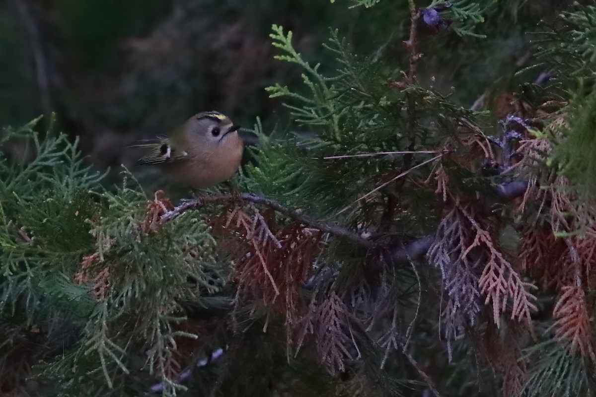 Goldcrest (European) - ML645723158