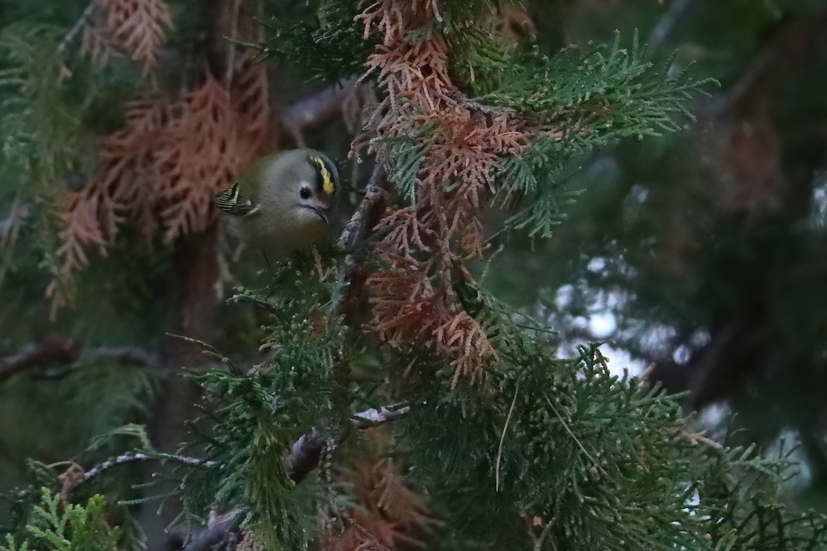 Goldcrest (European) - ML645723159