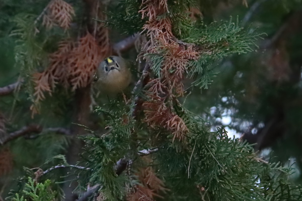 Goldcrest (European) - ML645723160