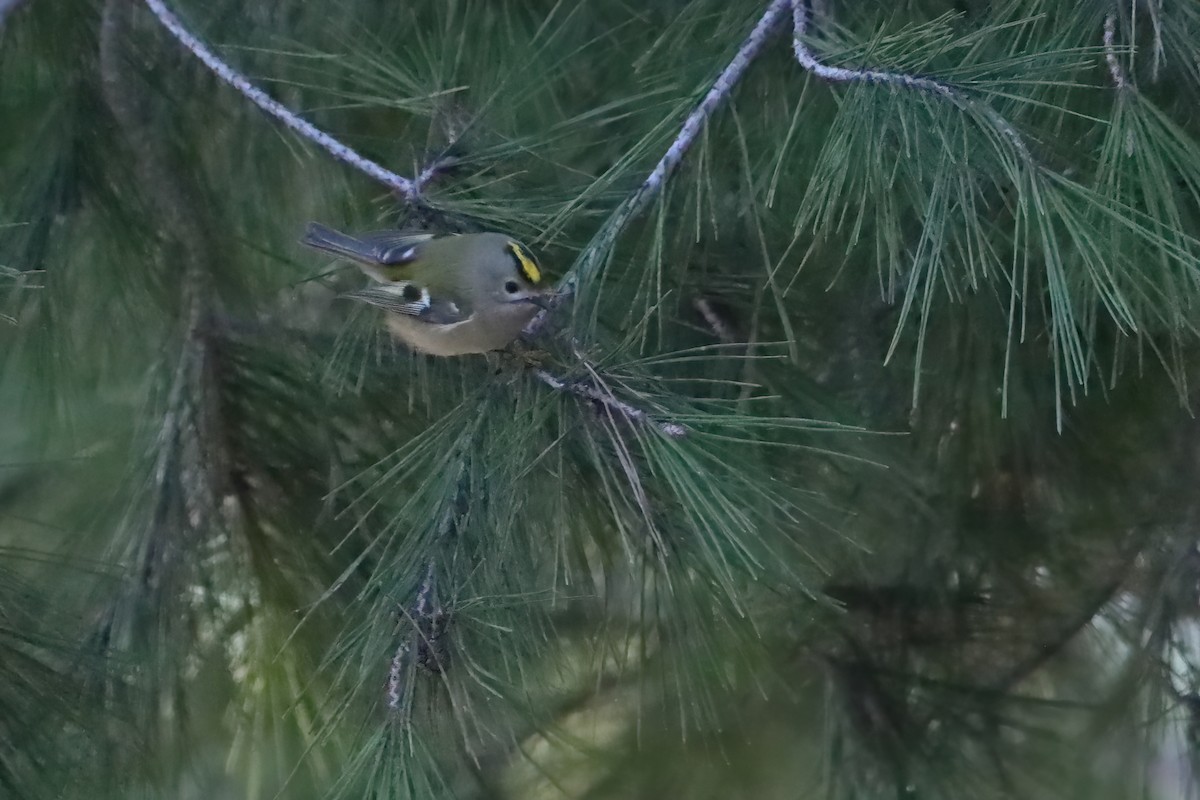 Goldcrest (European) - ML645723161