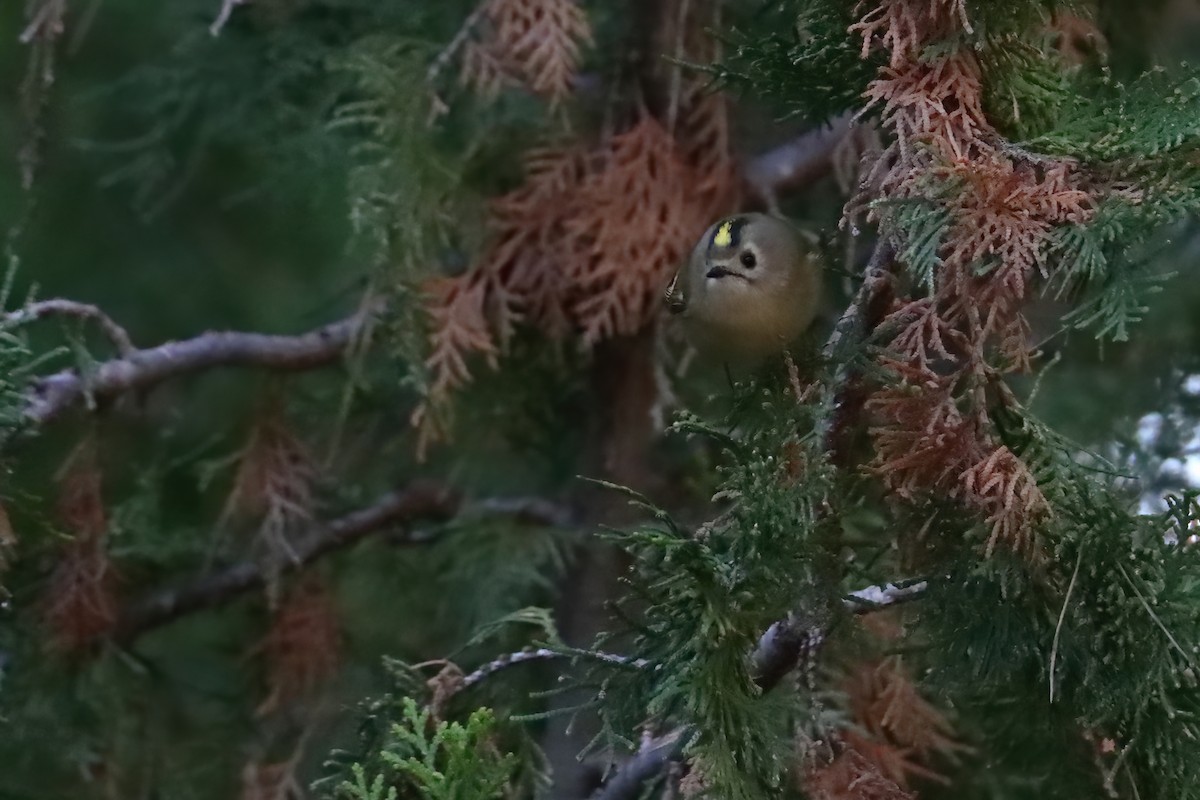 Goldcrest (European) - ML645723162