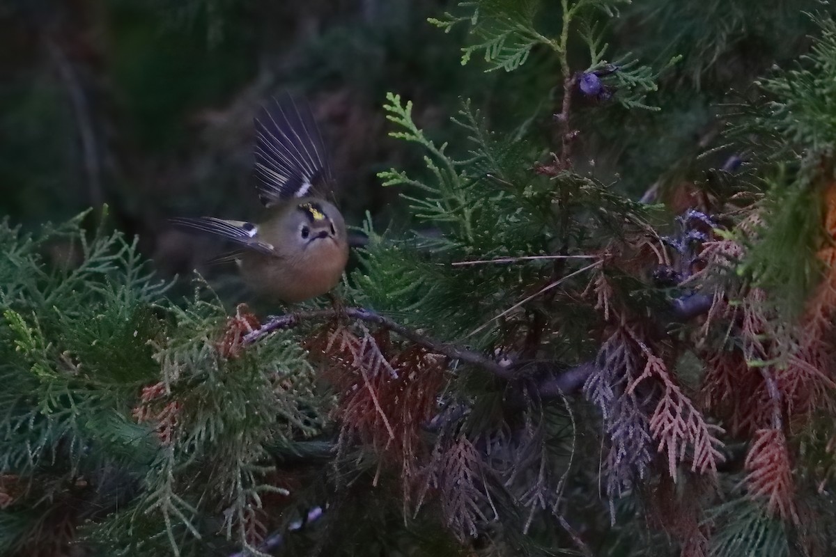 Goldcrest (European) - ML645723163