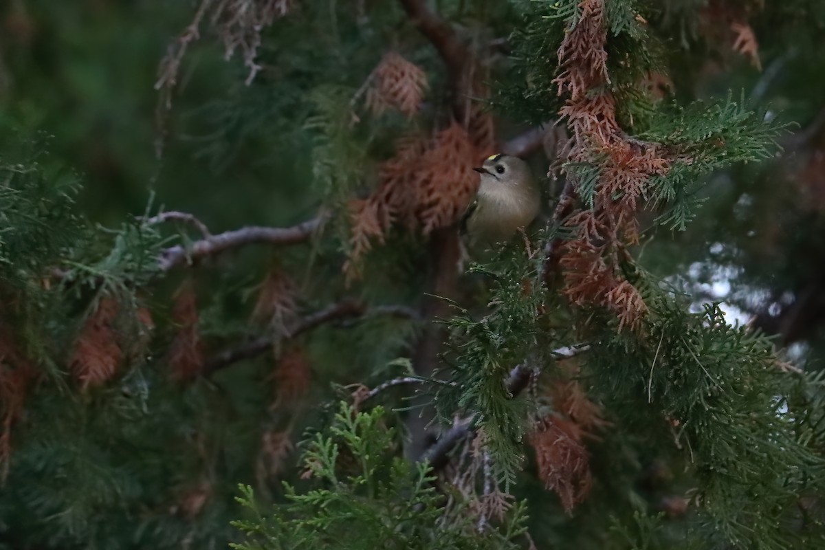 Goldcrest (European) - ML645723164