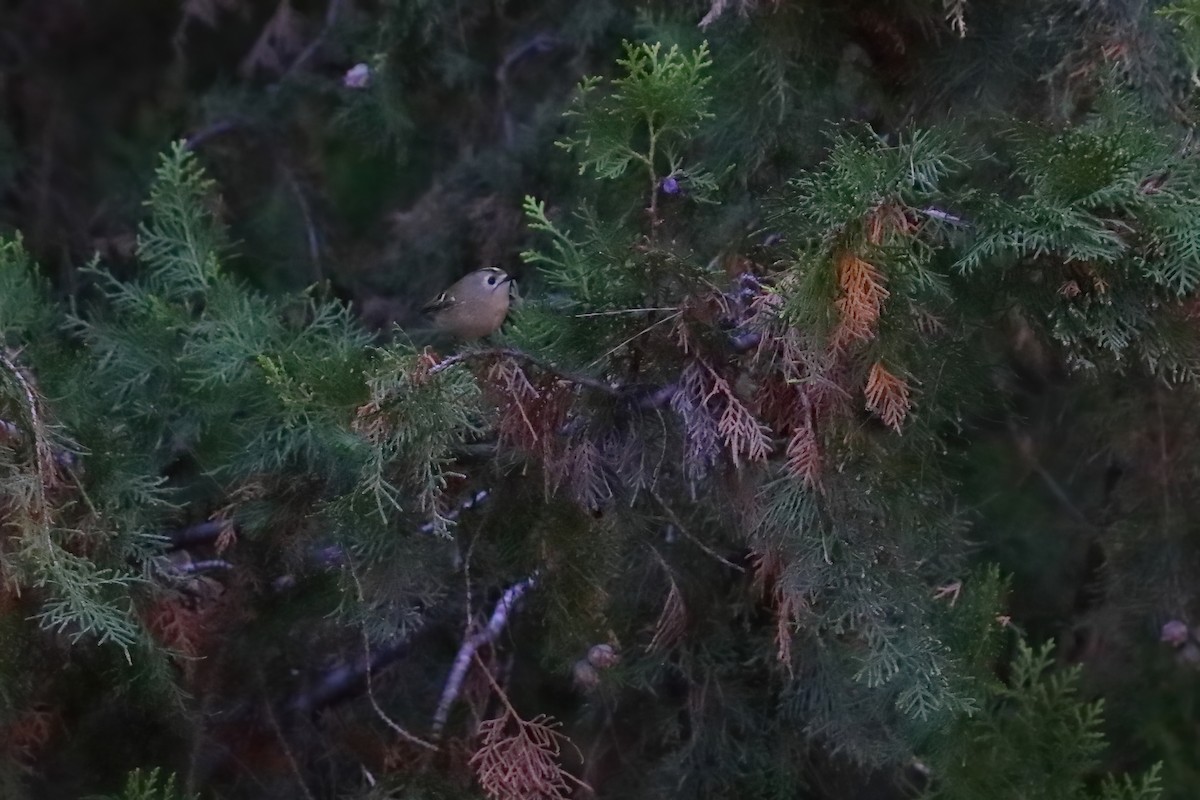 Goldcrest (European) - ML645723165