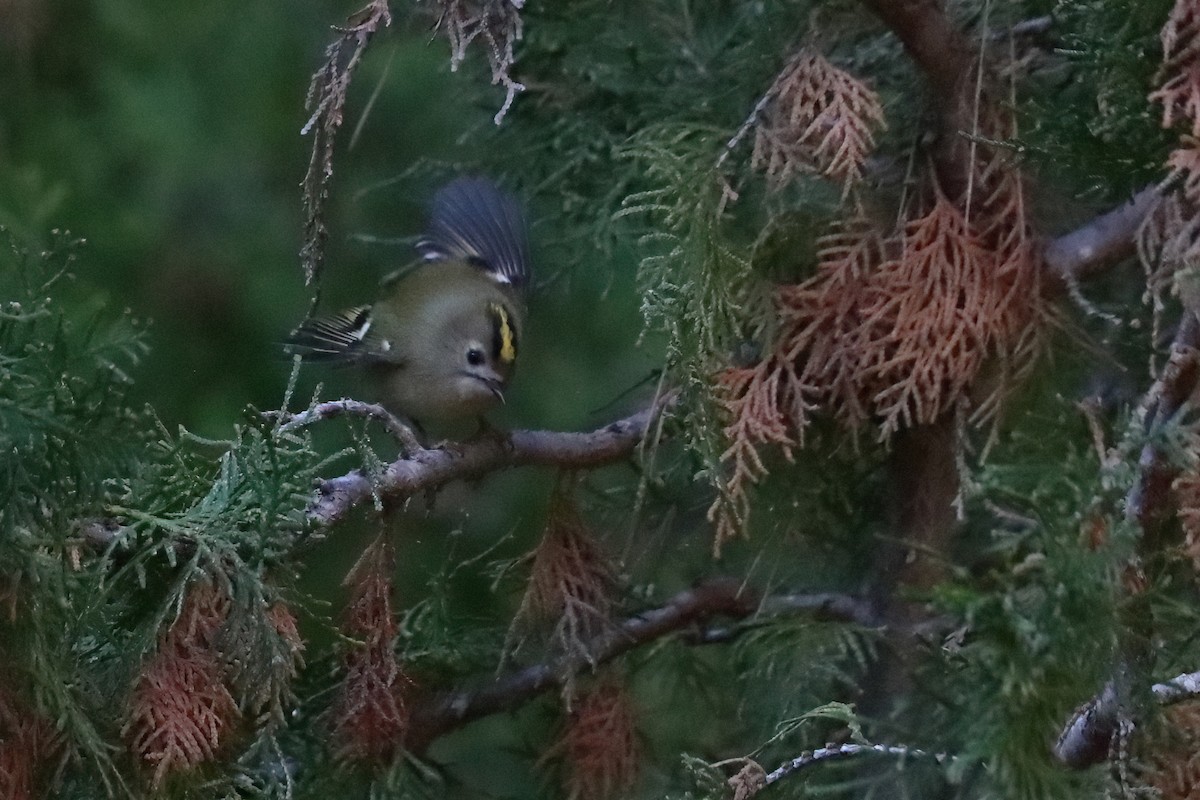 Goldcrest (European) - ML645723166