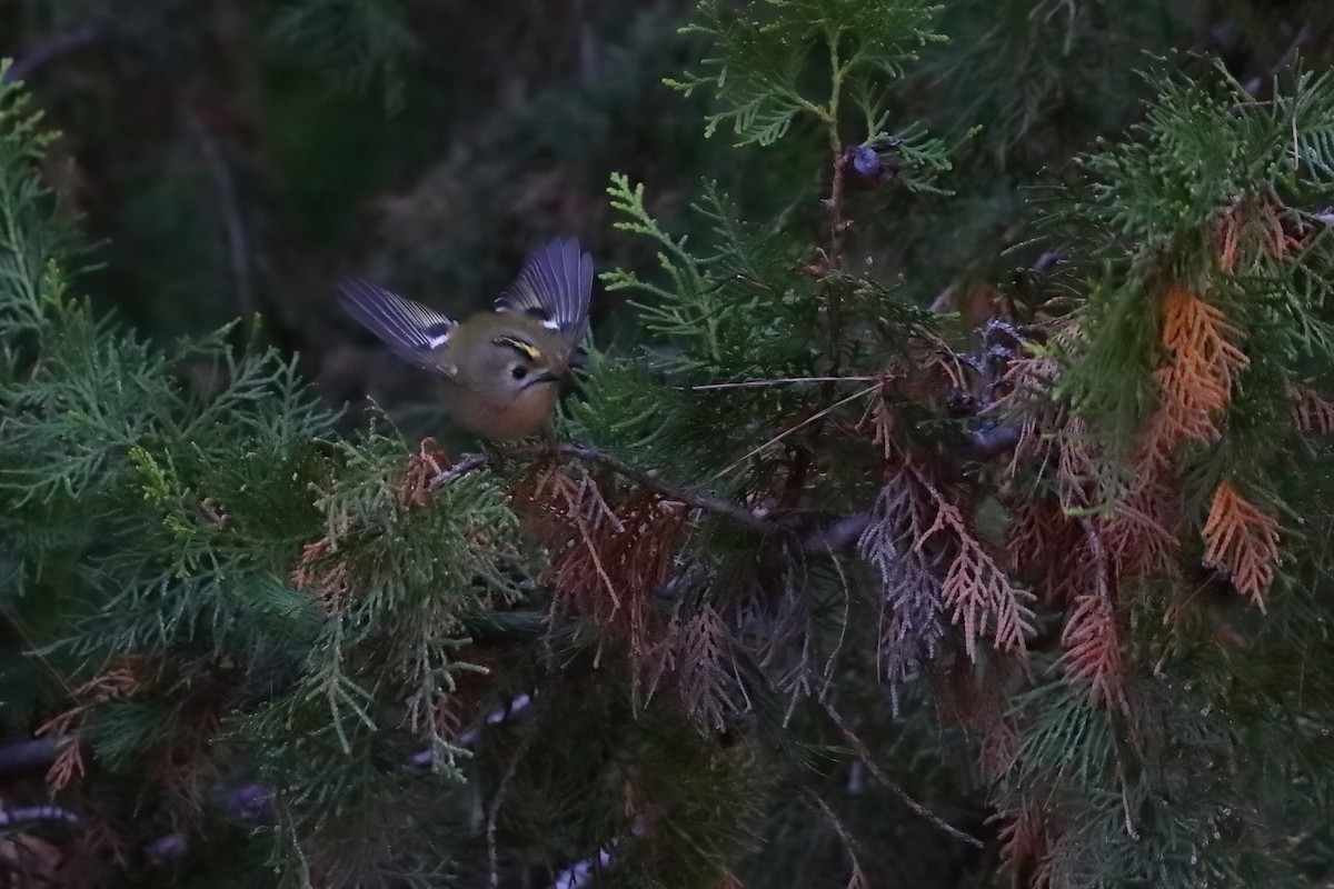 Goldcrest (European) - ML645723167