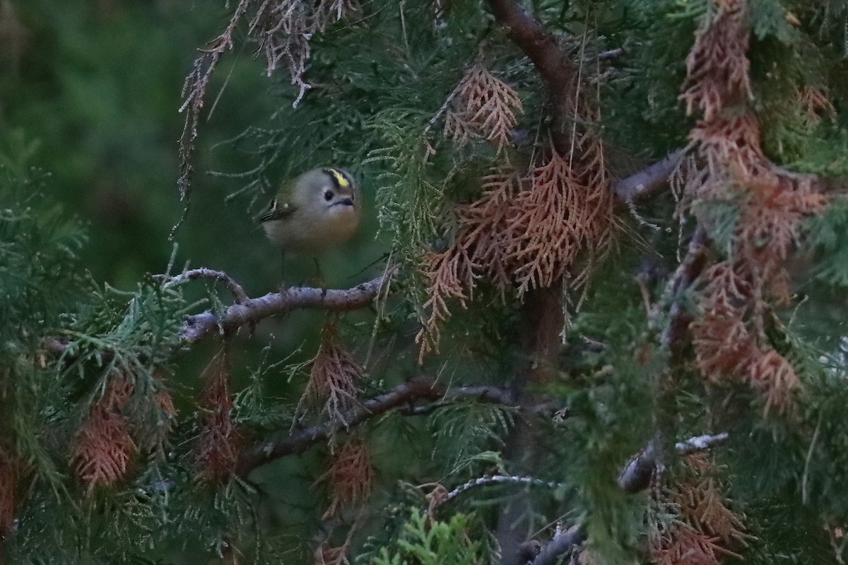 Goldcrest (European) - ML645723168