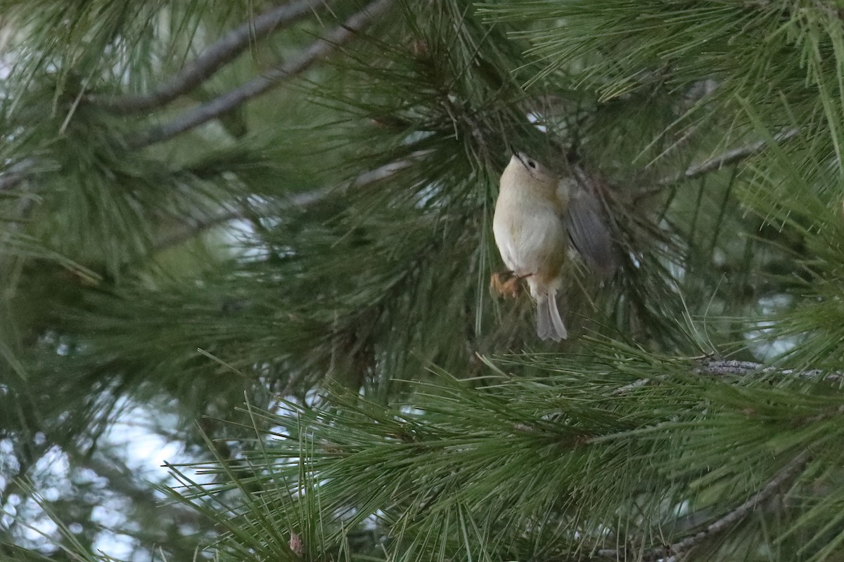 Goldcrest (European) - ML645723169
