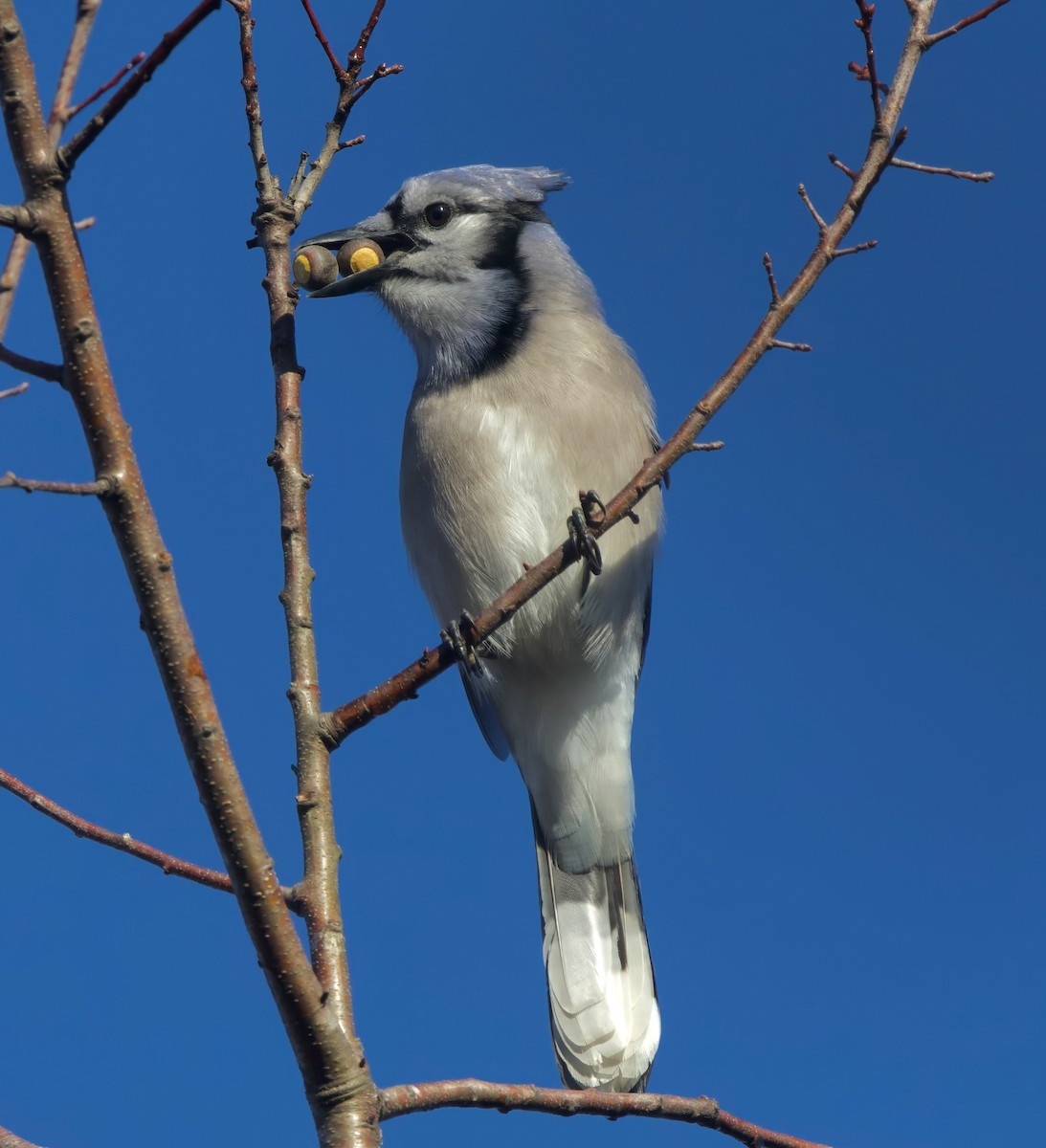 Blue Jay - ML645723184