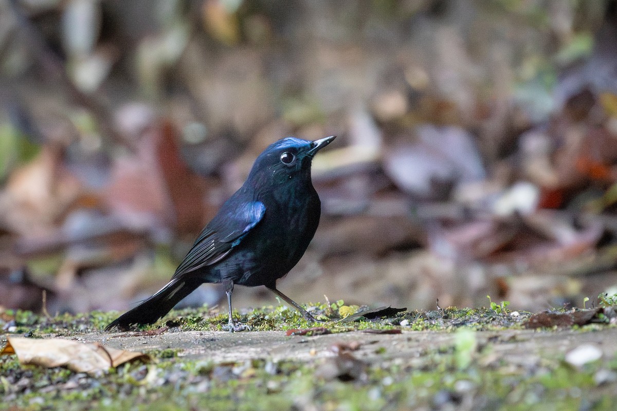 White-tailed Robin - ML645723199