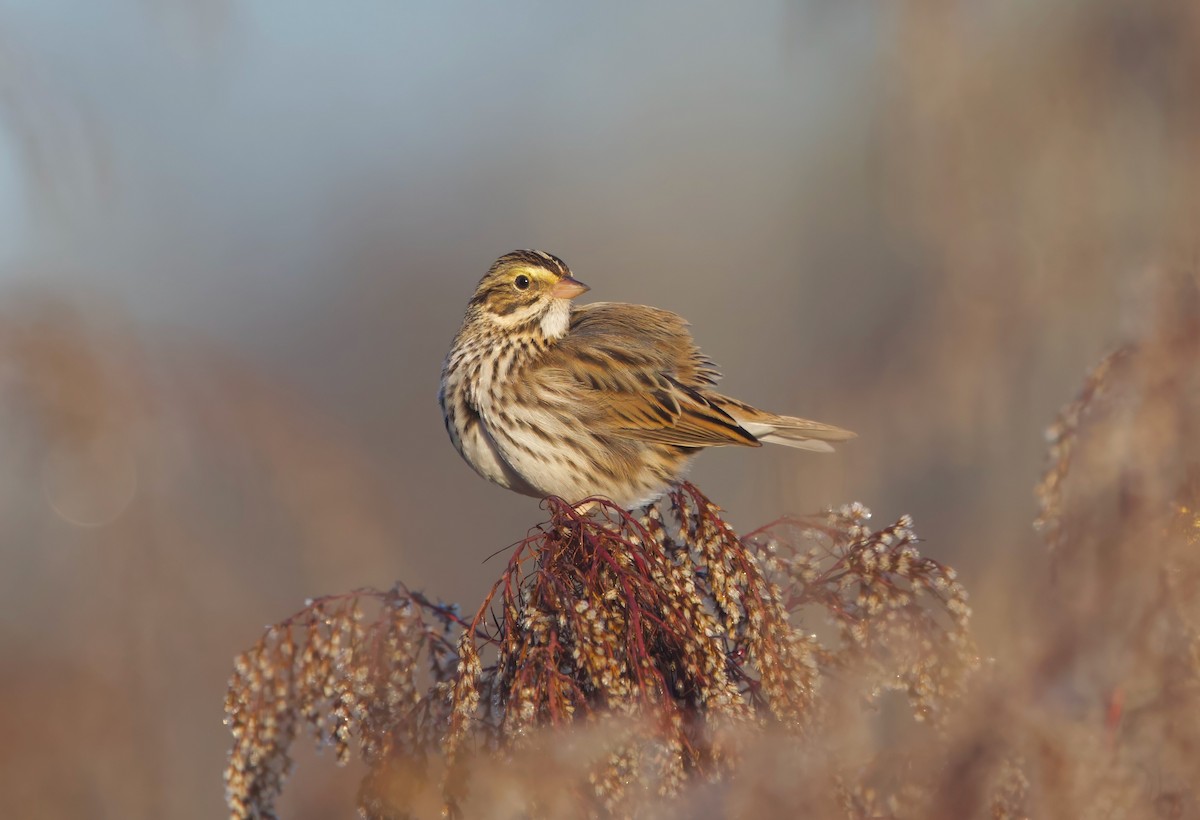 Savannah Sparrow - ML645723207