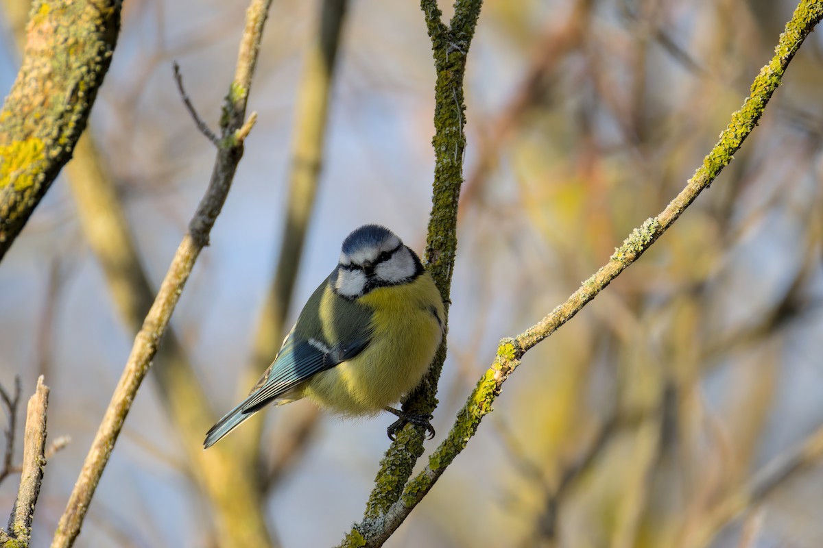 sýkora modřinka - ML645723209