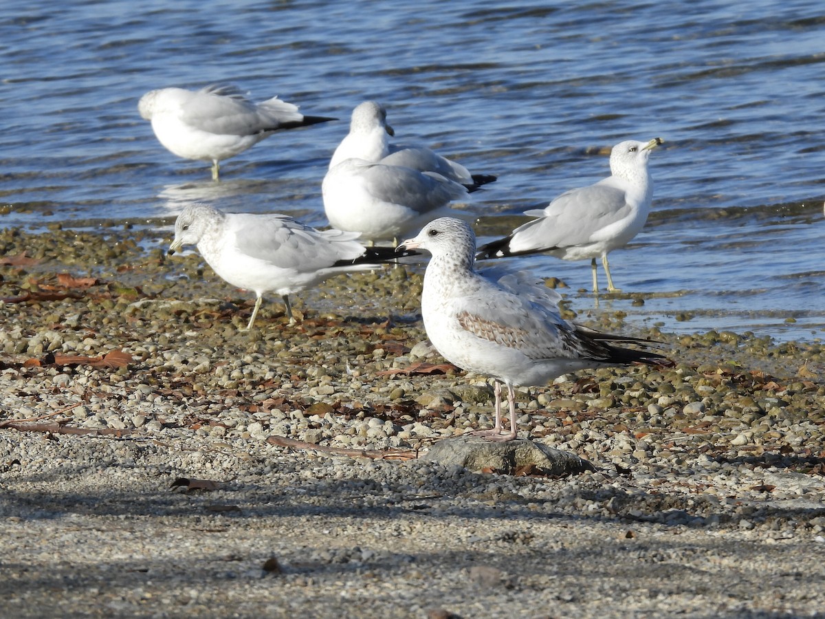 Ring-billed Gull - ML645723211