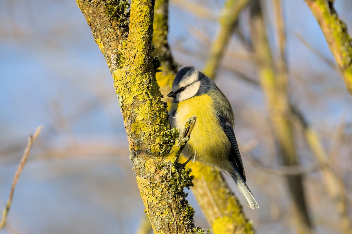 sýkora modřinka - ML645723214