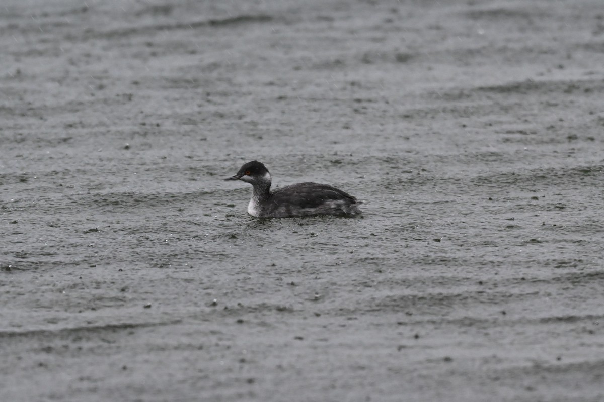 Eared Grebe - ML645723229
