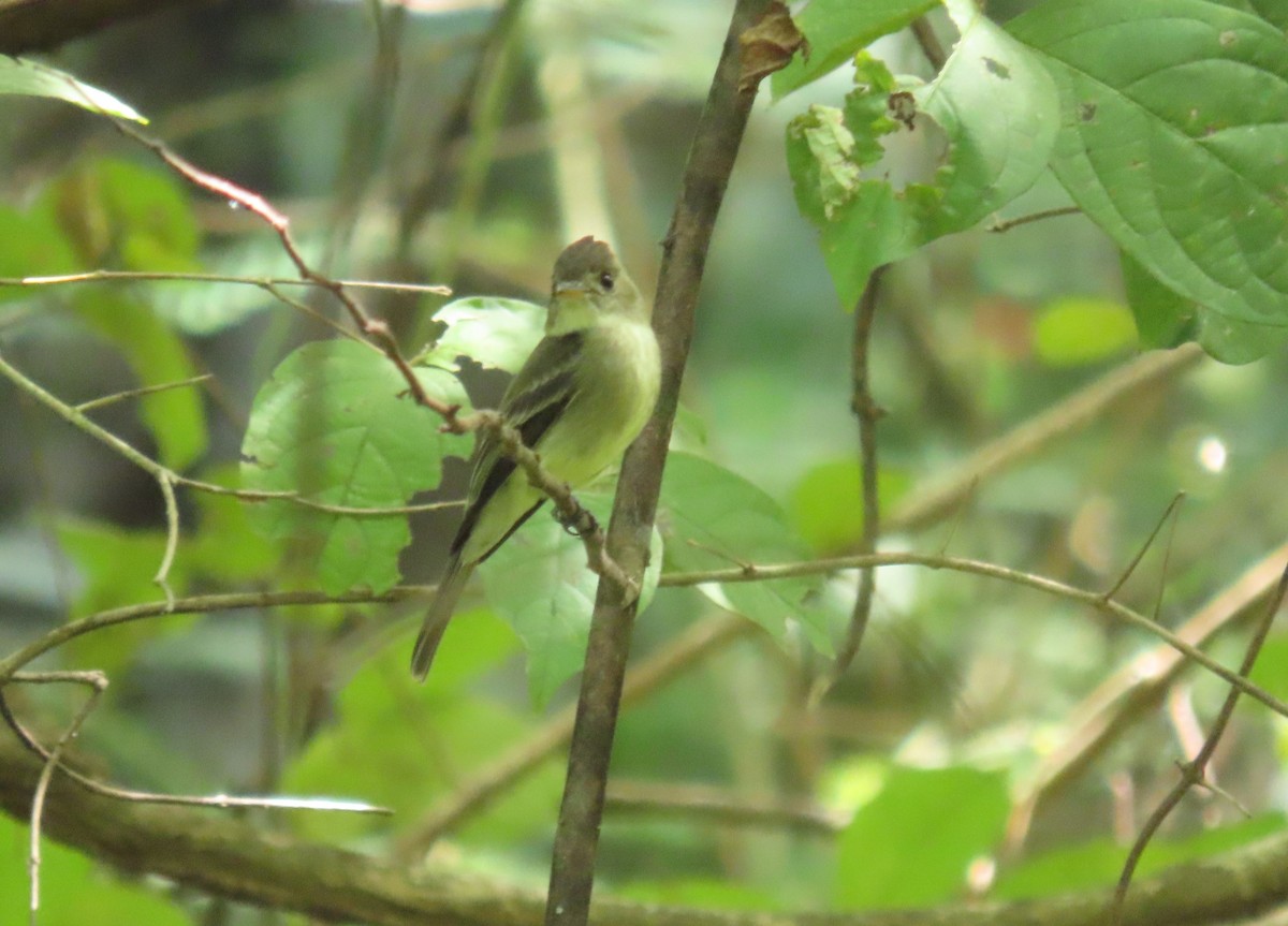 Northern Tropical Pewee - ML645723230