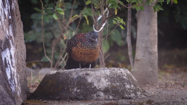 Painted Spurfowl - ML645723232