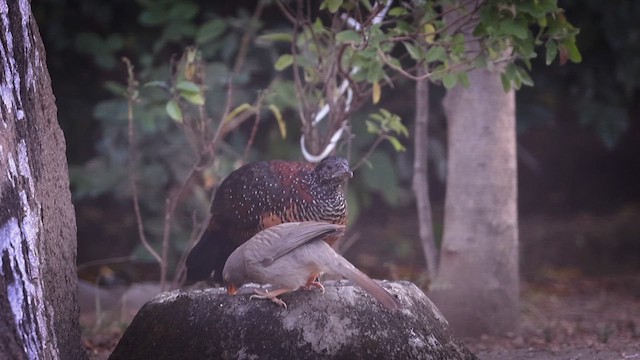 Painted Spurfowl - ML645723234