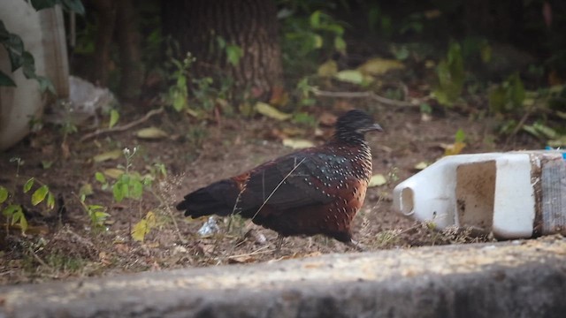 Painted Spurfowl - ML645723237