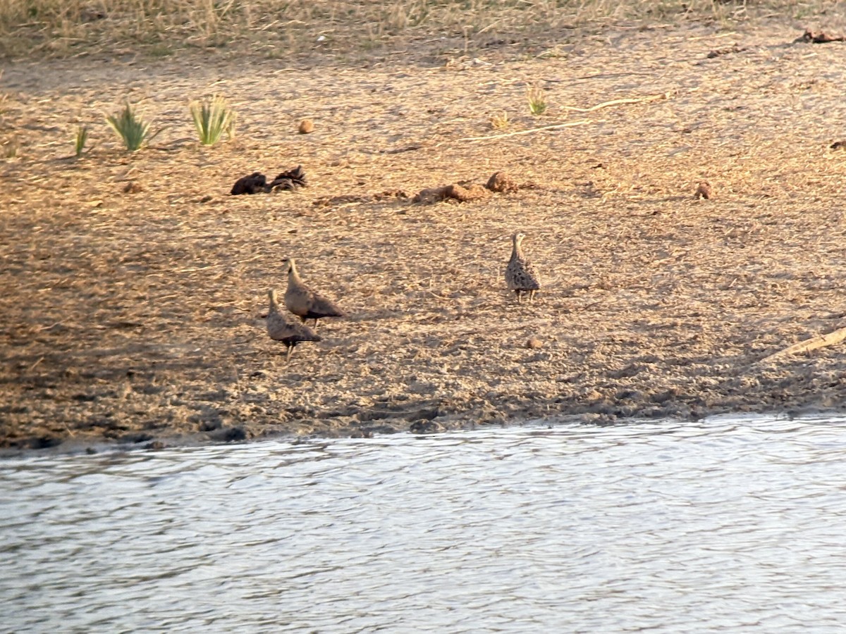 Желтогорлый рябок - ML645723245