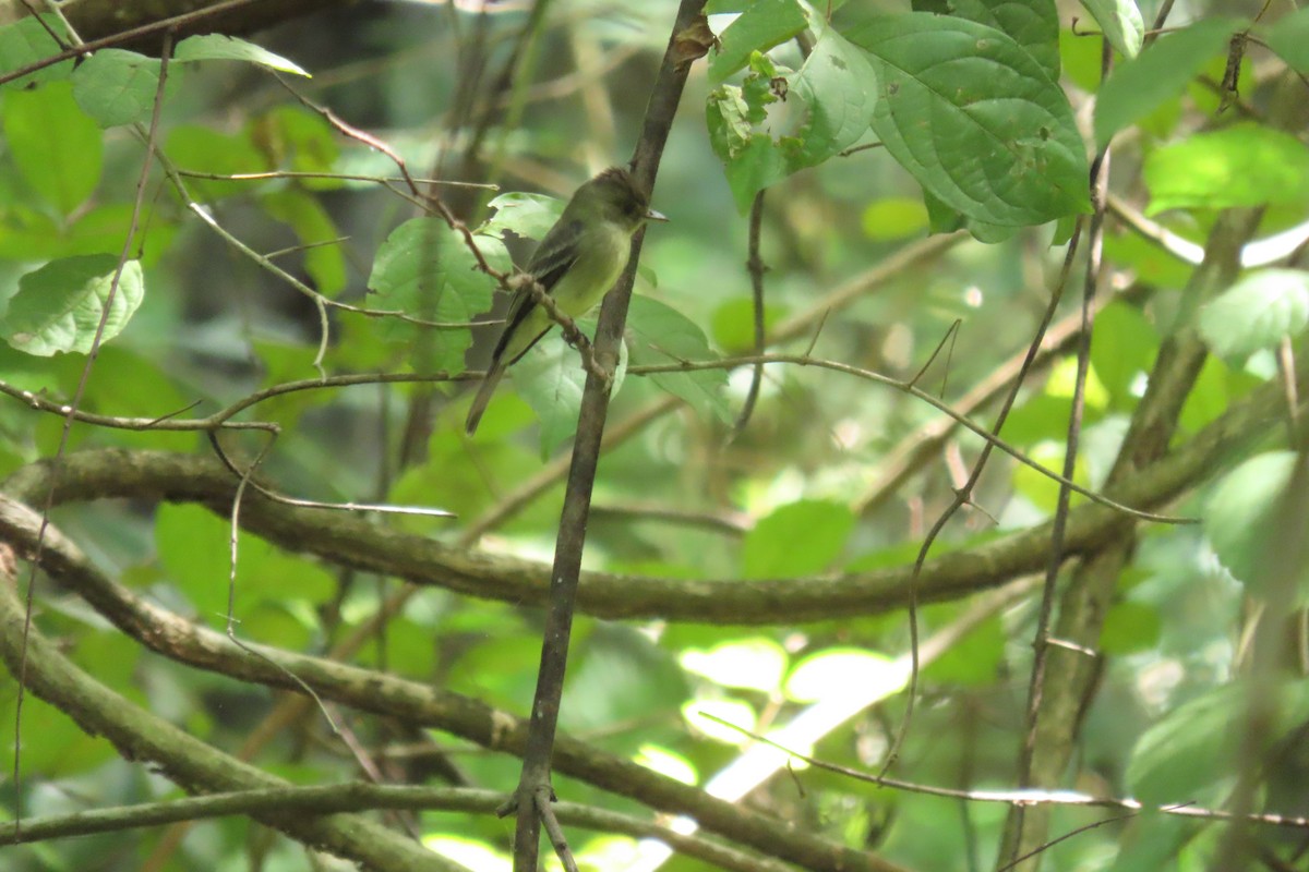 Northern Tropical Pewee - ML645723254