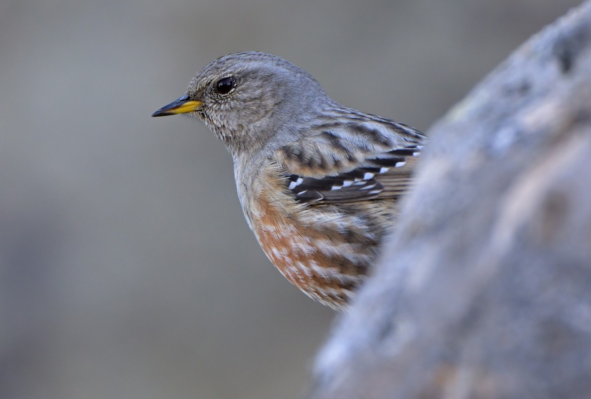 pěvuška podhorní - ML645723260