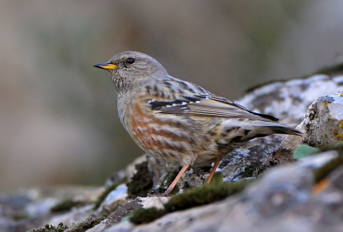 pěvuška podhorní - ML645723261