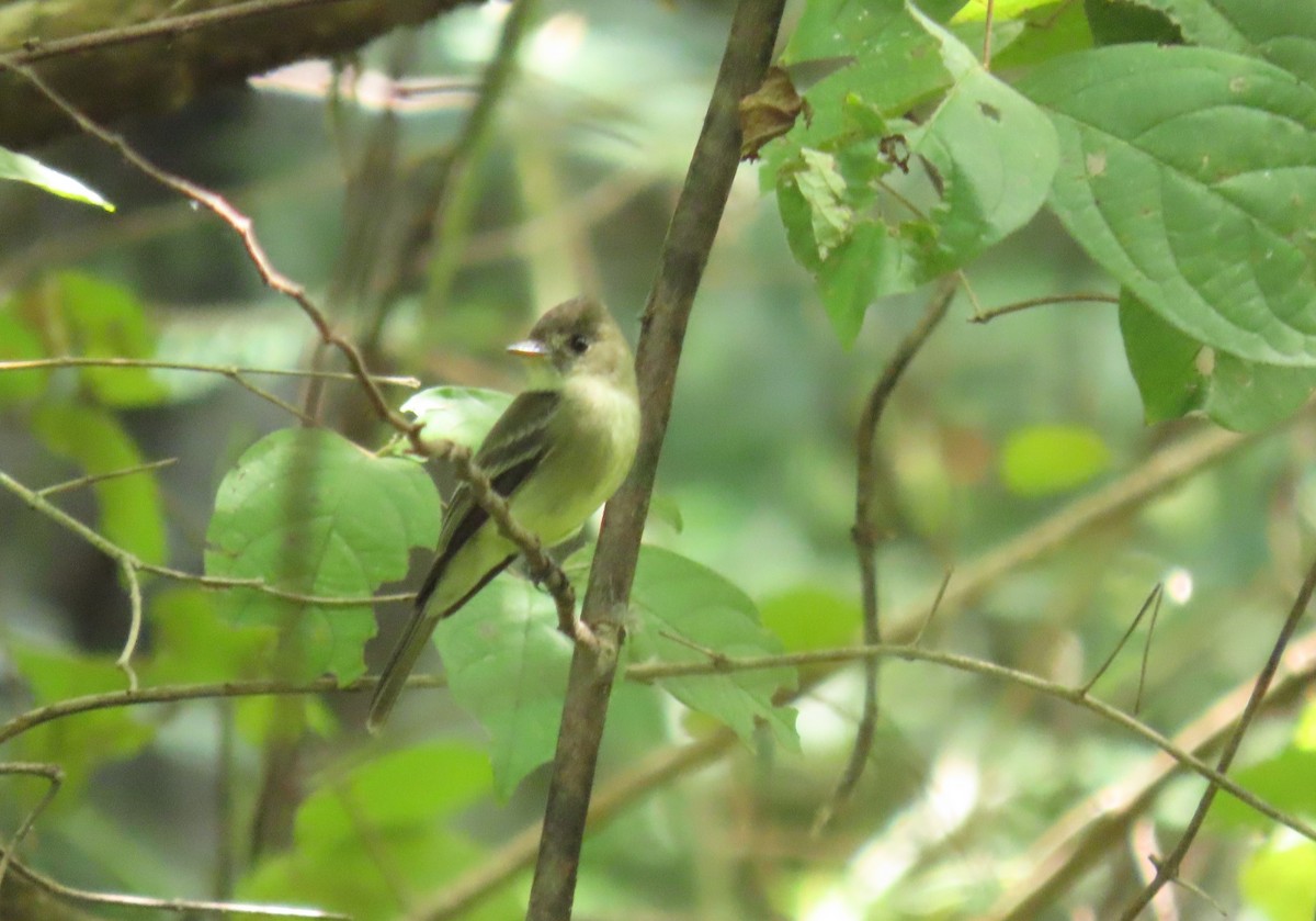 Northern Tropical Pewee - ML645723269