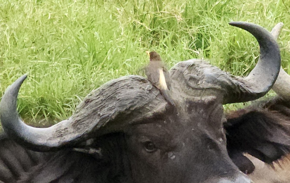 Yellow-billed Oxpecker - ML645723279
